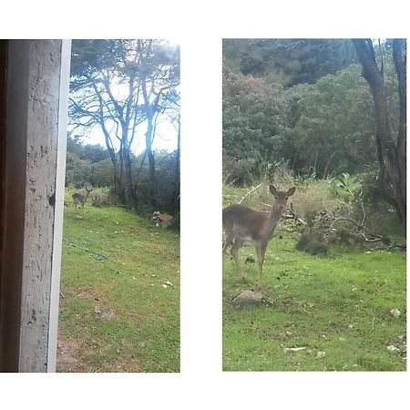 La Baia Villa Porto Conte Eksteriør bilde